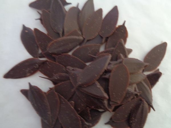шоколадови листа