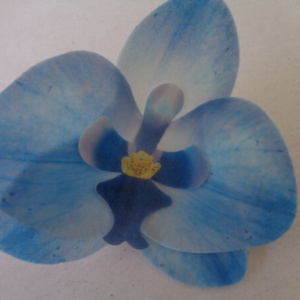 орхидея синя