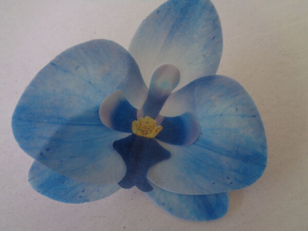 орхидея синя